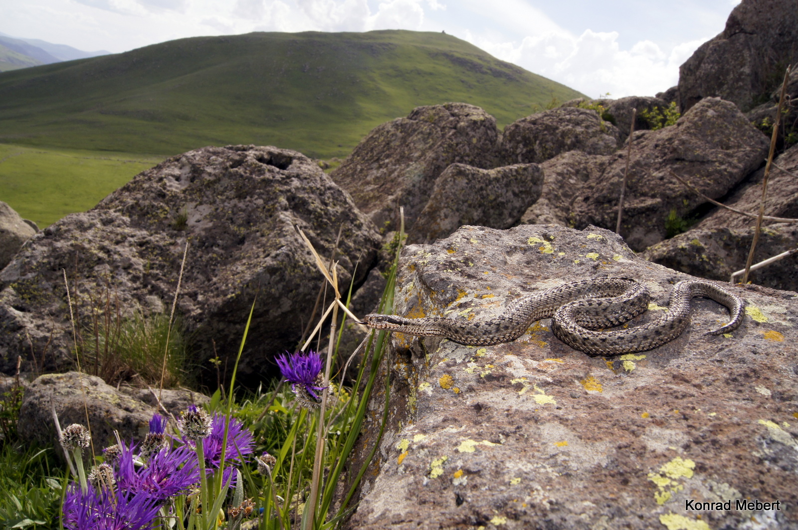 Ver66 (Vipera renardi eriwanensis 041